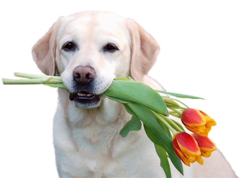 Etalon Exterieur Jaune Mâle Retriever du Labrador