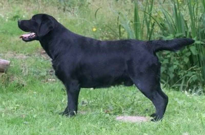 Black And Chocolate Expresso Mâle Retriever du Labrador