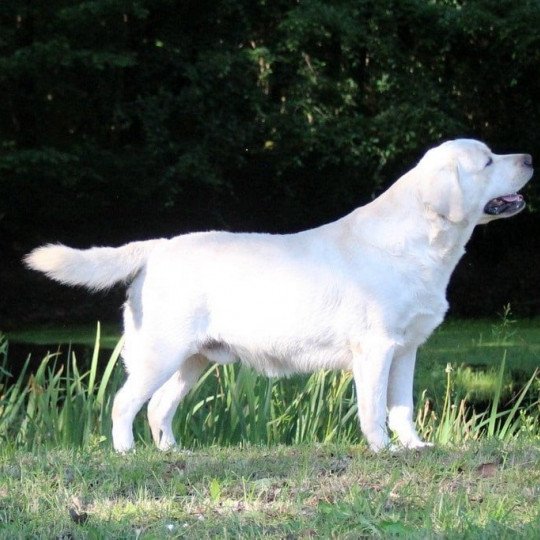 Make Love not war Au Soleil d'Ambre Mâle Retriever du Labrador