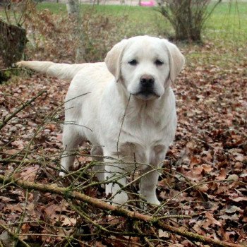 chien Retriever du Labrador Make Love not war Au Soleil d'Ambre Elevage Au Soleil d'Ambre