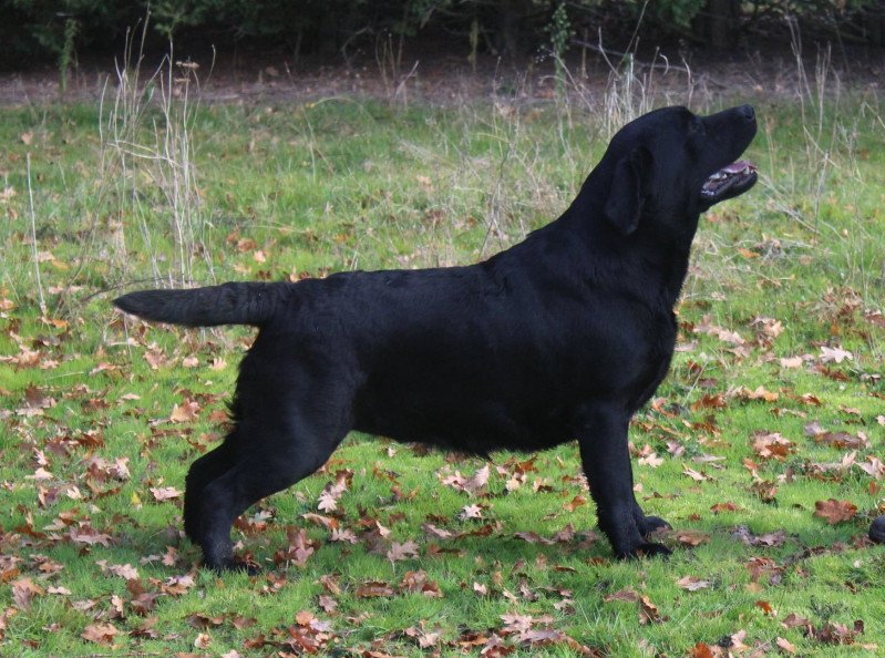 On the way to my heart Au Soleil d'Ambre Femelle Retriever du Labrador