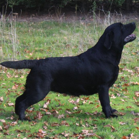 On the way to my heart Au Soleil d'Ambre Femelle Retriever du Labrador