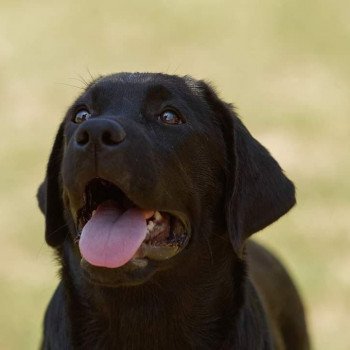 chien Retriever du Labrador On the way to my heart Au Soleil d'Ambre Elevage Au Soleil d'Ambre