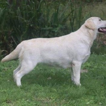 chien Retriever du Labrador Rise and Shine Elevage Au Soleil d'Ambre