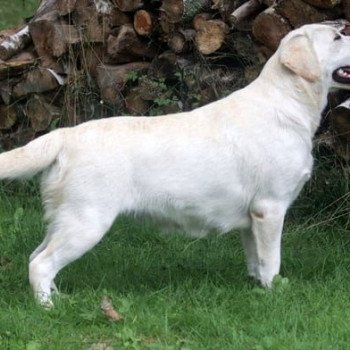 chien Retriever du Labrador Rise and Shine Elevage Au Soleil d'Ambre