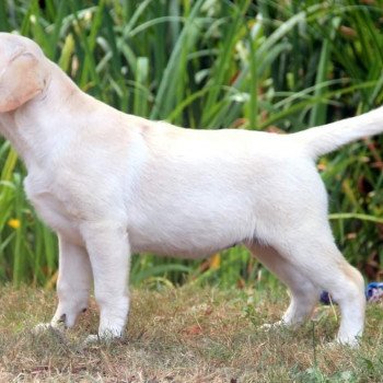 chien Retriever du Labrador Rise and Shine Elevage Au Soleil d'Ambre