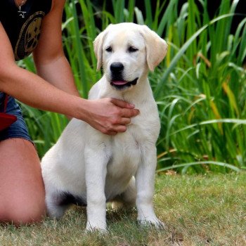 chien Retriever du Labrador Rise and Shine Elevage Au Soleil d'Ambre