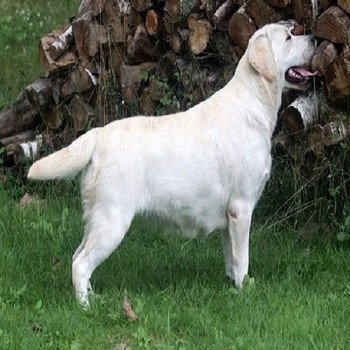 chien Retriever du Labrador Rise and Shine Elevage Au Soleil d'Ambre