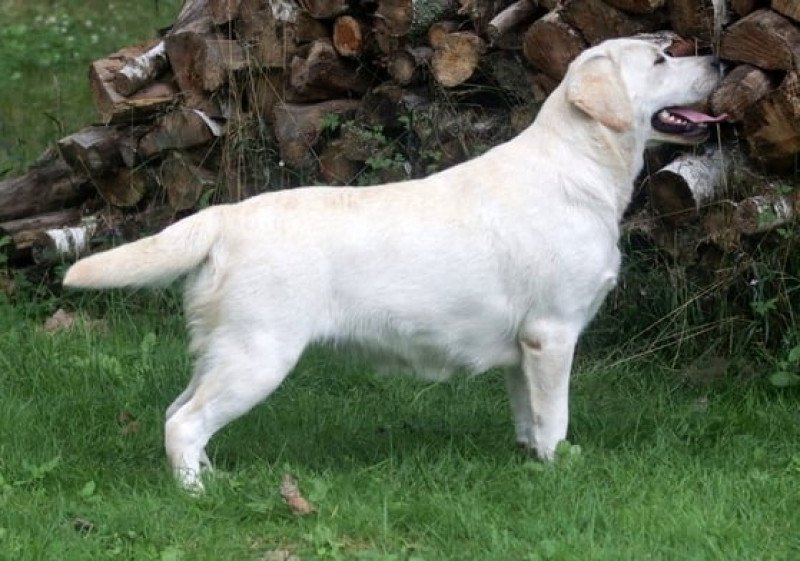 Rise and Shine Of Misty Dreams Femelle Retriever du Labrador