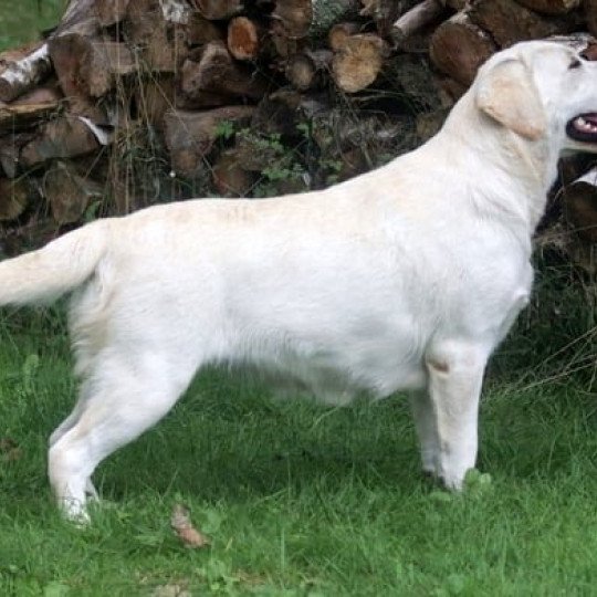 Rise and Shine Of Misty Dreams Femelle Retriever du Labrador