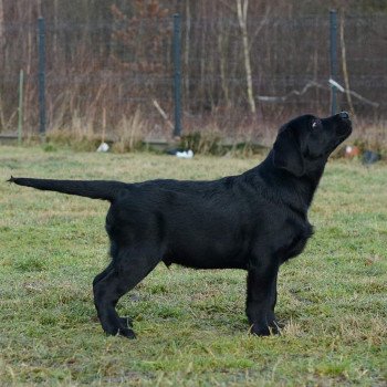 chien Retriever du Labrador Shadow of the Moon I lab you Elevage Au Soleil d'Ambre