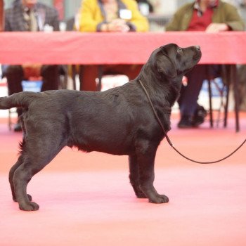 chien Retriever du Labrador Shadow of the Moon I lab you Elevage Au Soleil d'Ambre