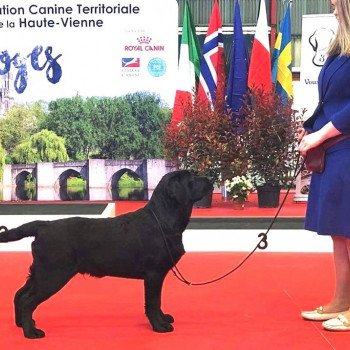 chien Retriever du Labrador Shadow of the Moon I lab you Elevage Au Soleil d'Ambre