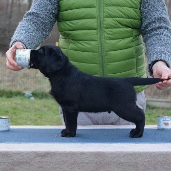 chien Retriever du Labrador Shadow of the Moon I lab you Elevage Au Soleil d'Ambre