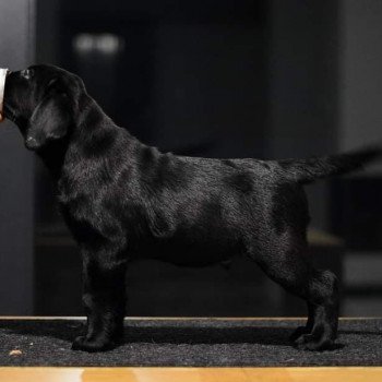 chien Retriever du Labrador Shadow of the Moon I lab you Elevage Au Soleil d'Ambre