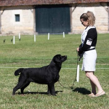 chien Retriever du Labrador Noir Shadow of the Moon Elevage Au Soleil d'Ambre