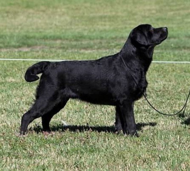 Shadow of the Moon I lab you Mâle Retriever du Labrador