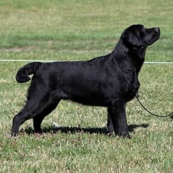 chien Retriever du Labrador Noir Shadow of the Moon Elevage Au Soleil d'Ambre