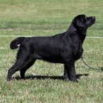 Shadow of the Moon I lab you Mâle Retriever du Labrador