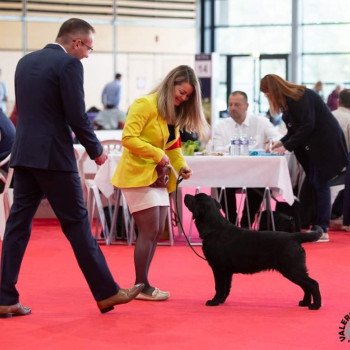 chien Retriever du Labrador Noire Some like it Hot Elevage Au Soleil d'Ambre