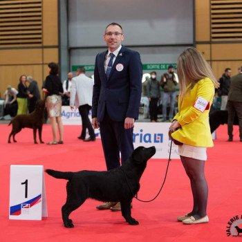 chien Retriever du Labrador Noire Some like it Hot Elevage Au Soleil d'Ambre