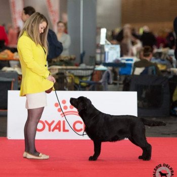 chien Retriever du Labrador Noire Some like it Hot Elevage Au Soleil d'Ambre