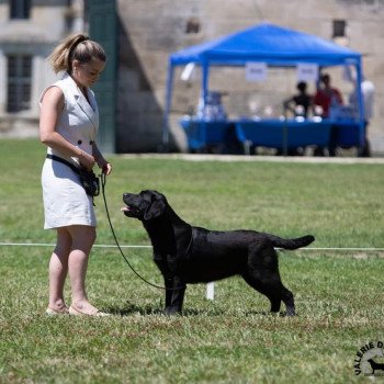 chien Retriever du Labrador Noire Some like it Hot Elevage Au Soleil d'Ambre