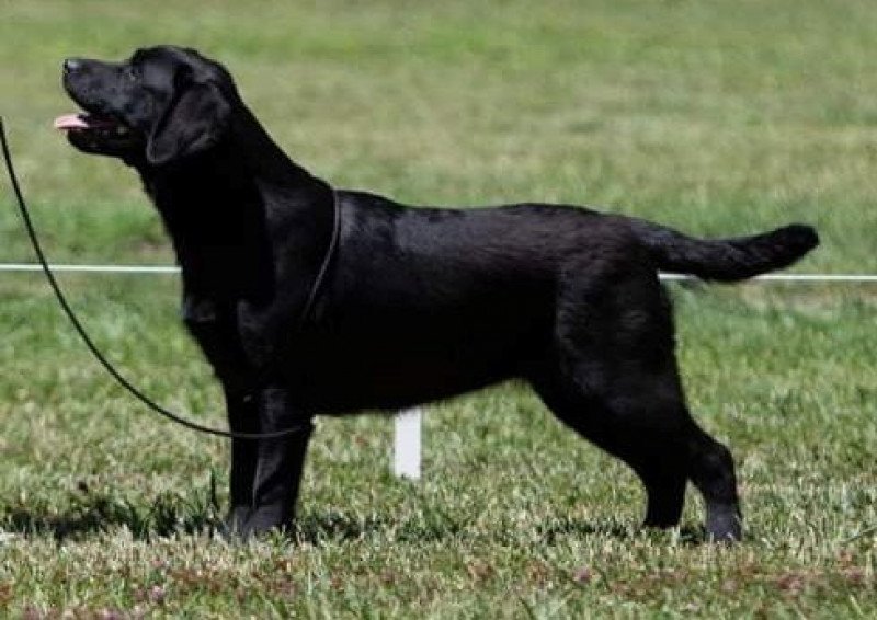 Some like it Hot Au Soleil d'Ambre Femelle Retriever du Labrador