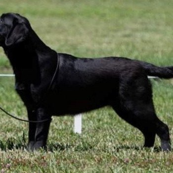 chien Retriever du Labrador Noire Some like it Hot Elevage Au Soleil d'Ambre