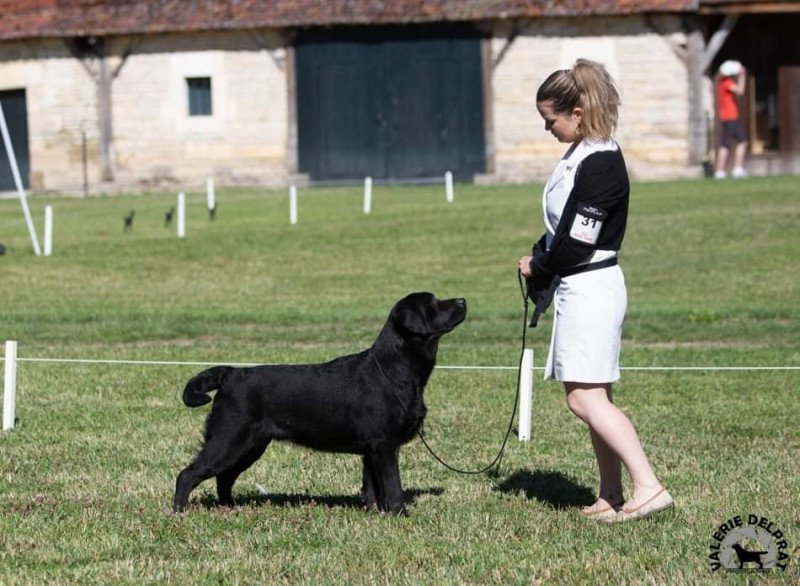 Exposition Labradors Tanlay