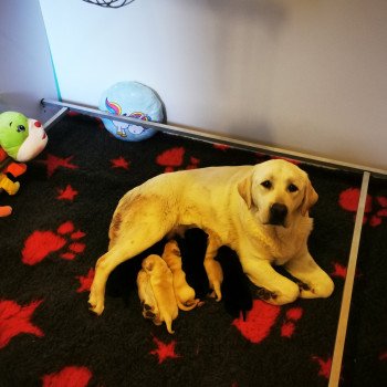 Chiot Retriever du Labrador  Elevage Au Soleil d'Ambre