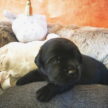 Chiot Retriever du Labrador  Elevage Au Soleil d'Ambre