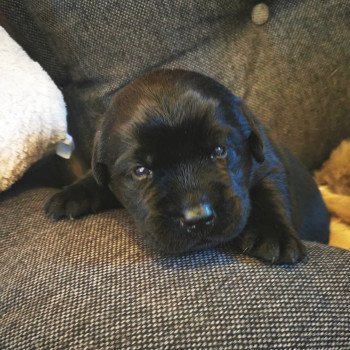 Chiot Retriever du Labrador  Elevage Au Soleil d'Ambre