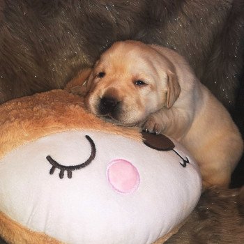 Chiot Retriever du Labrador  Elevage Au Soleil d'Ambre