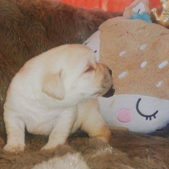 Chiot Retriever du Labrador  Elevage Au Soleil d'Ambre