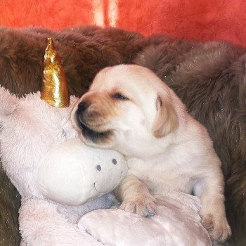 Chiot Retriever du Labrador  Elevage Au Soleil d'Ambre