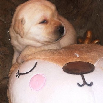 Chiot Retriever du Labrador  Elevage Au Soleil d'Ambre