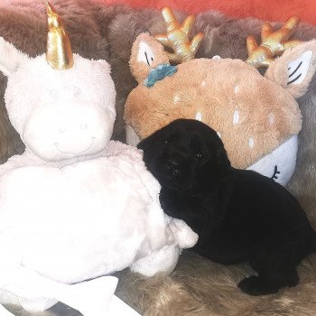 Chiot Retriever du Labrador  Elevage Au Soleil d'Ambre