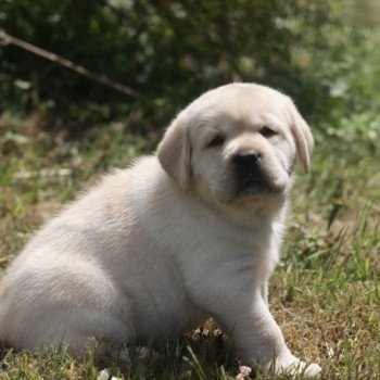 Chiot Retriever du Labrador Shiny ❤ Grizzli 2022 Elevage Au Soleil d'Ambre