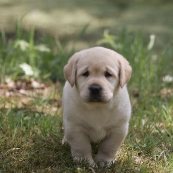 Chiot Retriever du Labrador Shiny ❤ Grizzli 2022 Elevage Au Soleil d'Ambre