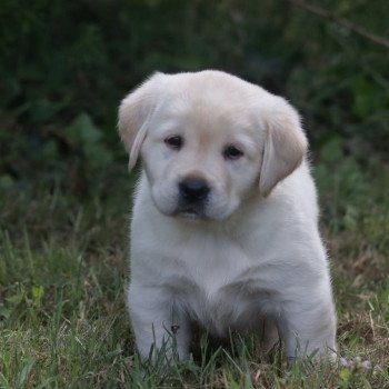 Chiot Retriever du Labrador Shiny ❤ Grizzli 2022 Elevage Au Soleil d'Ambre