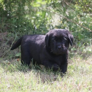 Chiot Retriever du Labrador Shiny ❤ Grizzli 2022 Elevage Au Soleil d'Ambre