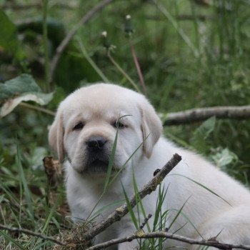 Chiot Retriever du Labrador Shiny ❤ Grizzli 2022 Elevage Au Soleil d'Ambre