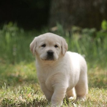 Chiot Retriever du Labrador Shiny ❤ Grizzli 2022 Elevage Au Soleil d'Ambre