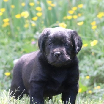 Chiot Retriever du Labrador Shiny ❤ Grizzli 2022 Elevage Au Soleil d'Ambre