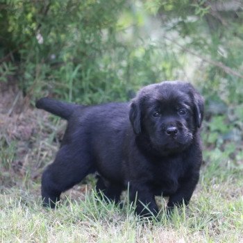 Chiot Retriever du Labrador Shiny ❤ Grizzli 2022 Elevage Au Soleil d'Ambre