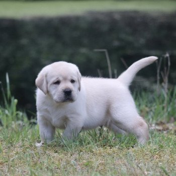 Chiot Retriever du Labrador Shiny ❤ Grizzli 2022 Elevage Au Soleil d'Ambre