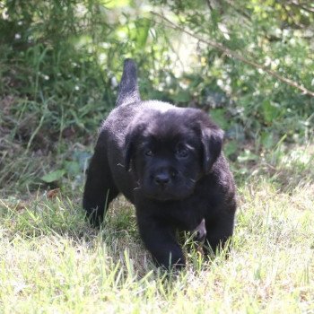 Chiot Retriever du Labrador Shiny ❤ Grizzli 2022 Elevage Au Soleil d'Ambre