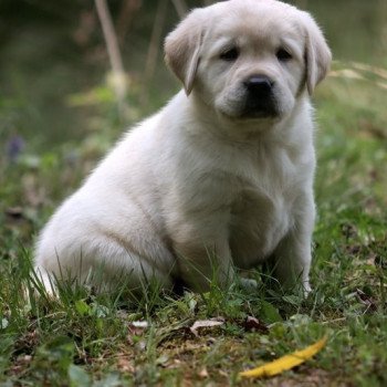 Chiot Retriever du Labrador Shiny ❤ Grizzli 2022 Elevage Au Soleil d'Ambre