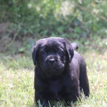 Chiot Retriever du Labrador Shiny ❤ Grizzli 2022 Elevage Au Soleil d'Ambre